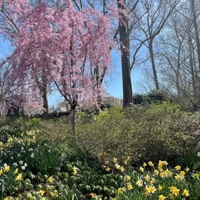 In Bloom - Single - Lomme