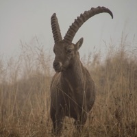 FeeStyleGoatMode - Single - Feezy350™️