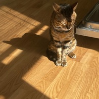 Lately - Single - Elii