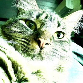 Nova III (Law) (feat. FTD feyd & MOBBMIND) ARKANGEL, s8ghost & vegapunk*