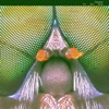 The Sixth cover art