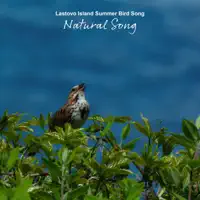 Lastovo Island Summer Bird Song — Natural Song
