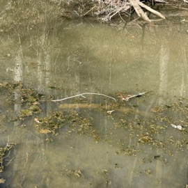 NO EVIDENCE WhiteWitch & lonewitch