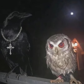 Penthouse444 (feat. icmdex) winski