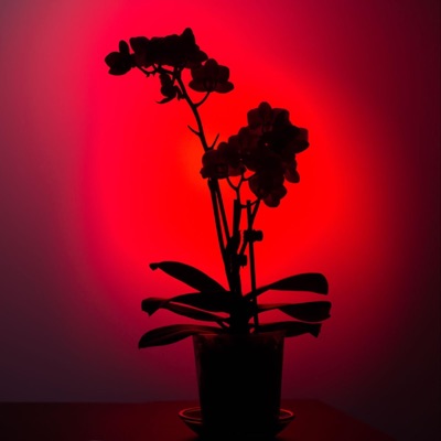 A Dark Dream - Single