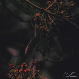 Rivener Wandr