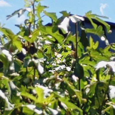 真空の崩壊 (変奏) - Single