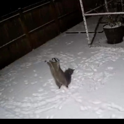 rotten butterfly - Single