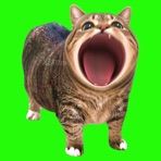 POPCAT (OIIA OIIA Spinning CAT) - Single