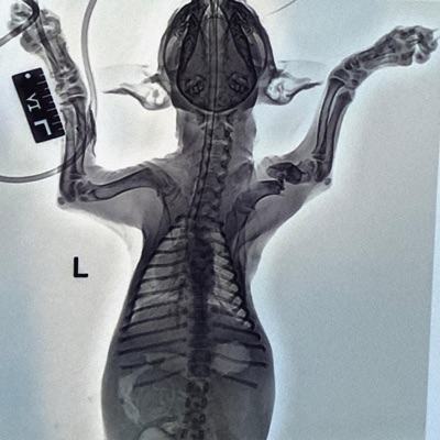 SCREENTIME (SINGLE) - Single