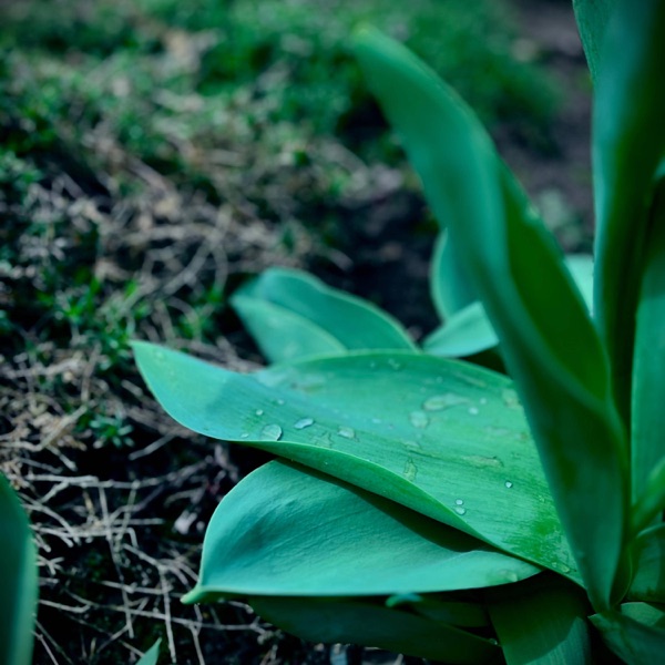 Rainfall