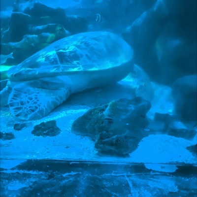 05.05.25 (Guitars Only) - Single