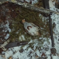 the stains of autumn - Single - NOVA BRUTE & EX-LUDO