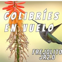 colibríes en vuelo - Single - FrejolitoJr2.0
