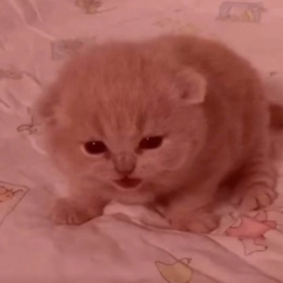 Двузер - Parent Issues (Slowed)