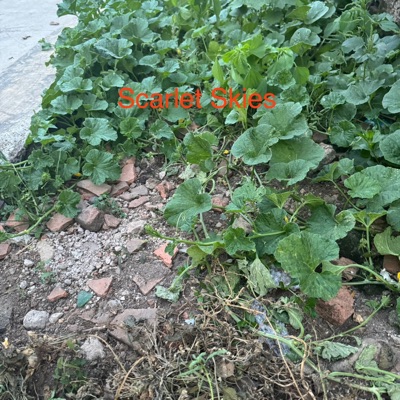 Saung Anyar - Scarlet Skies