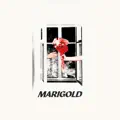 Marigold