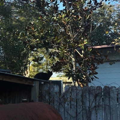 you've been gone 4 a while - Single