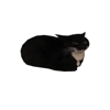 spinning cat - big bussy