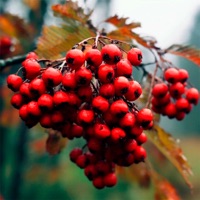 Рябинушка - Single - Действуй!