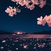 sakura - Single - nenne