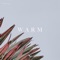 Warm - RAZZ & Koa lyrics