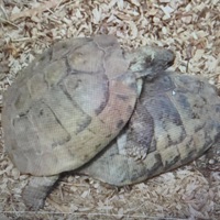 Two Turtles (feat. Pish Posh & Vulpecula) - Single - Stephy