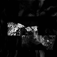 FEAR (feat. Dev Gajan) - Single - PÖPPYSYRING3