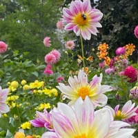 Multiple faces - Single - Alexander Giffin