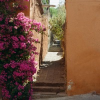 Bloom - Single - Will Ross