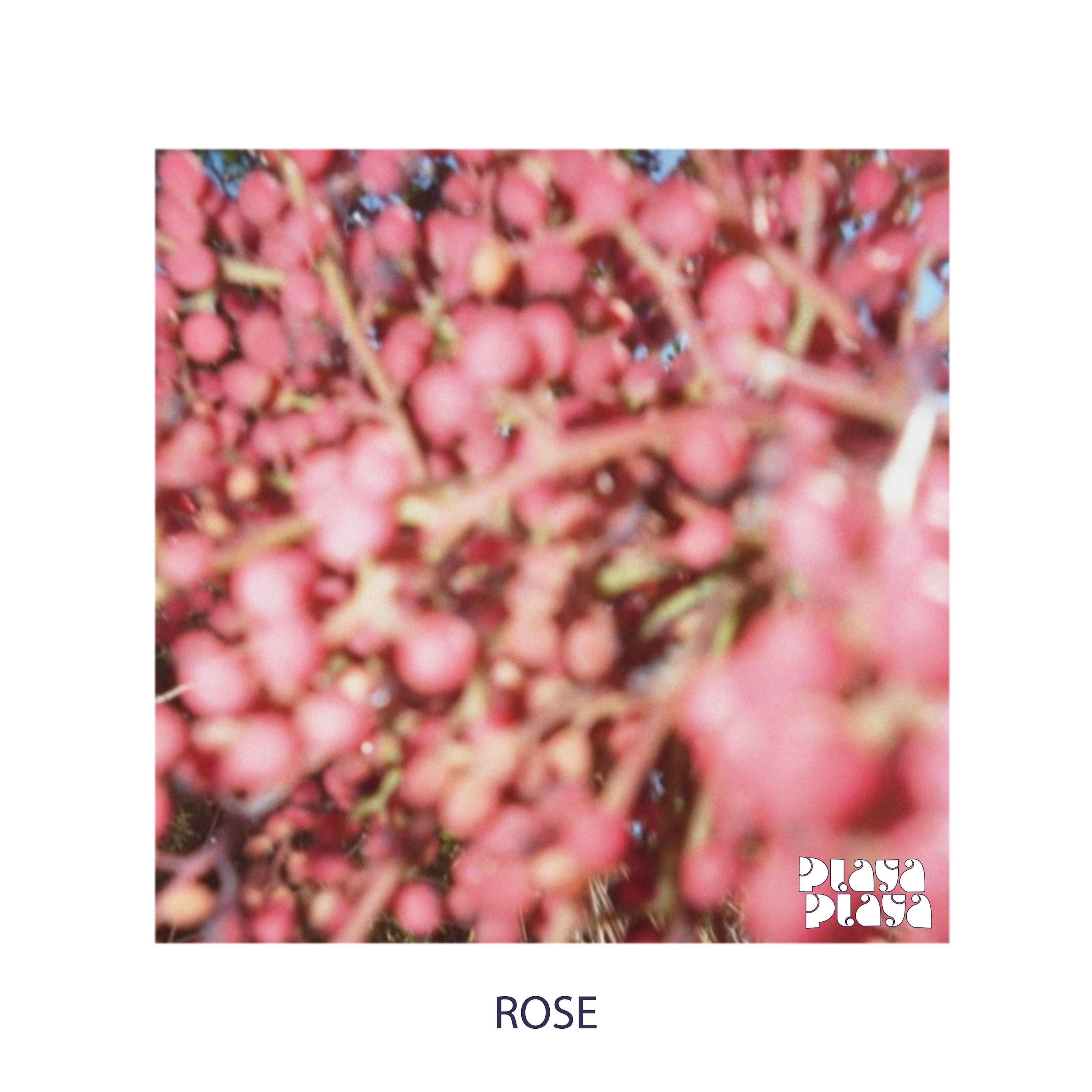 Rose - Single