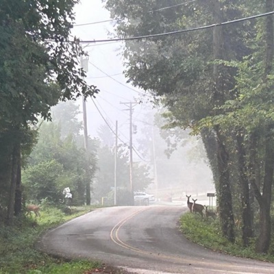 stālpra_2: moonflower