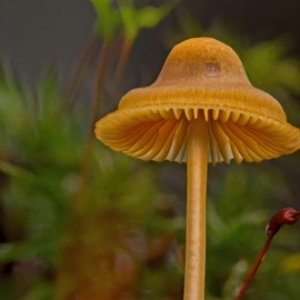 Alex Porter Amy Perry