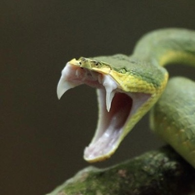 Vipers & Strikers - EP