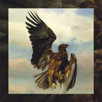 Rosa bonheur