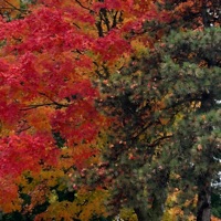 Wherever You Go, She Goes - Single - Janna Sue