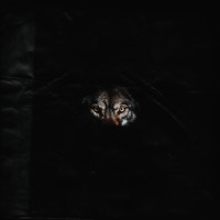 BETTA RUN - Single - Fly Jordy & Wes Castle