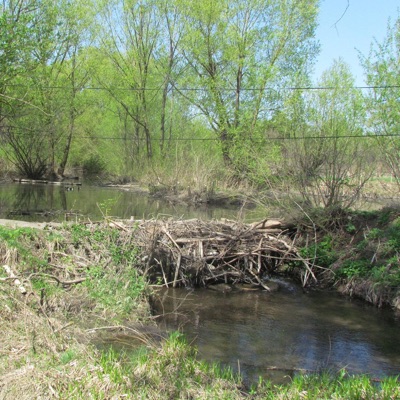 Beaver dam analogue - Single