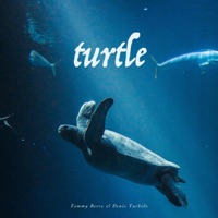 Turtle - Single - Tommy Berre & Denis Turbide