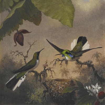 Colibrì - Single