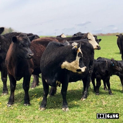 we don't know what to call this but it's something about love (feat. treez, JUT, BH MALICE & r0th) - Single