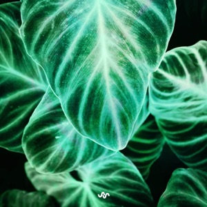 Lost In Green - EP