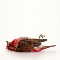 ХХХ красота - Single - Jane Air