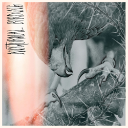 Nocturnal Birding - Author &amp; Punisher Cover Art