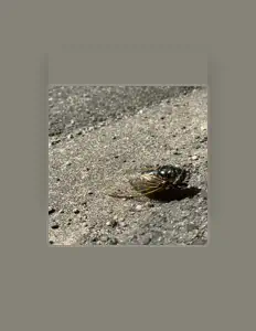 Poslechněte si interpreta CICADA HATCHING, sledujte hudební videa, přečtěte si životopis, podívejte se na data turné a další informace.