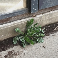 Сорняк - Single - Norman