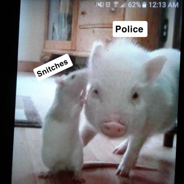 Rat