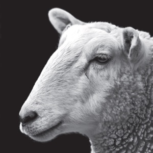 Speck - EP
