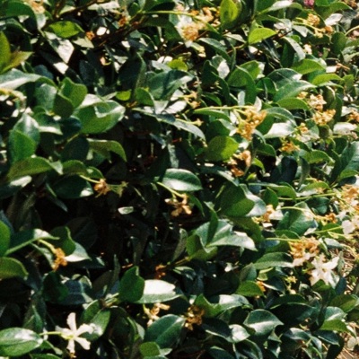 Garden of Reflection - Single