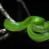 VENOM (feat. Laney Keyz) - Single - TC DON DADA